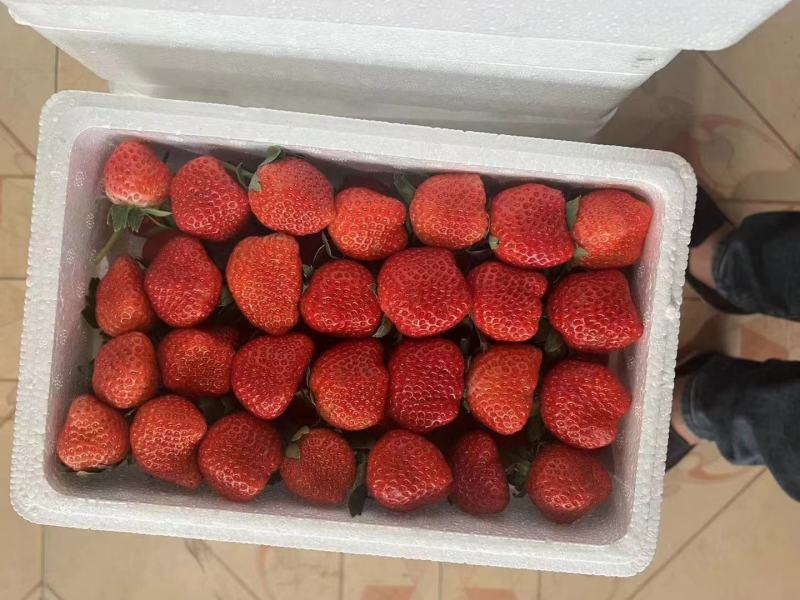 藏香草莓