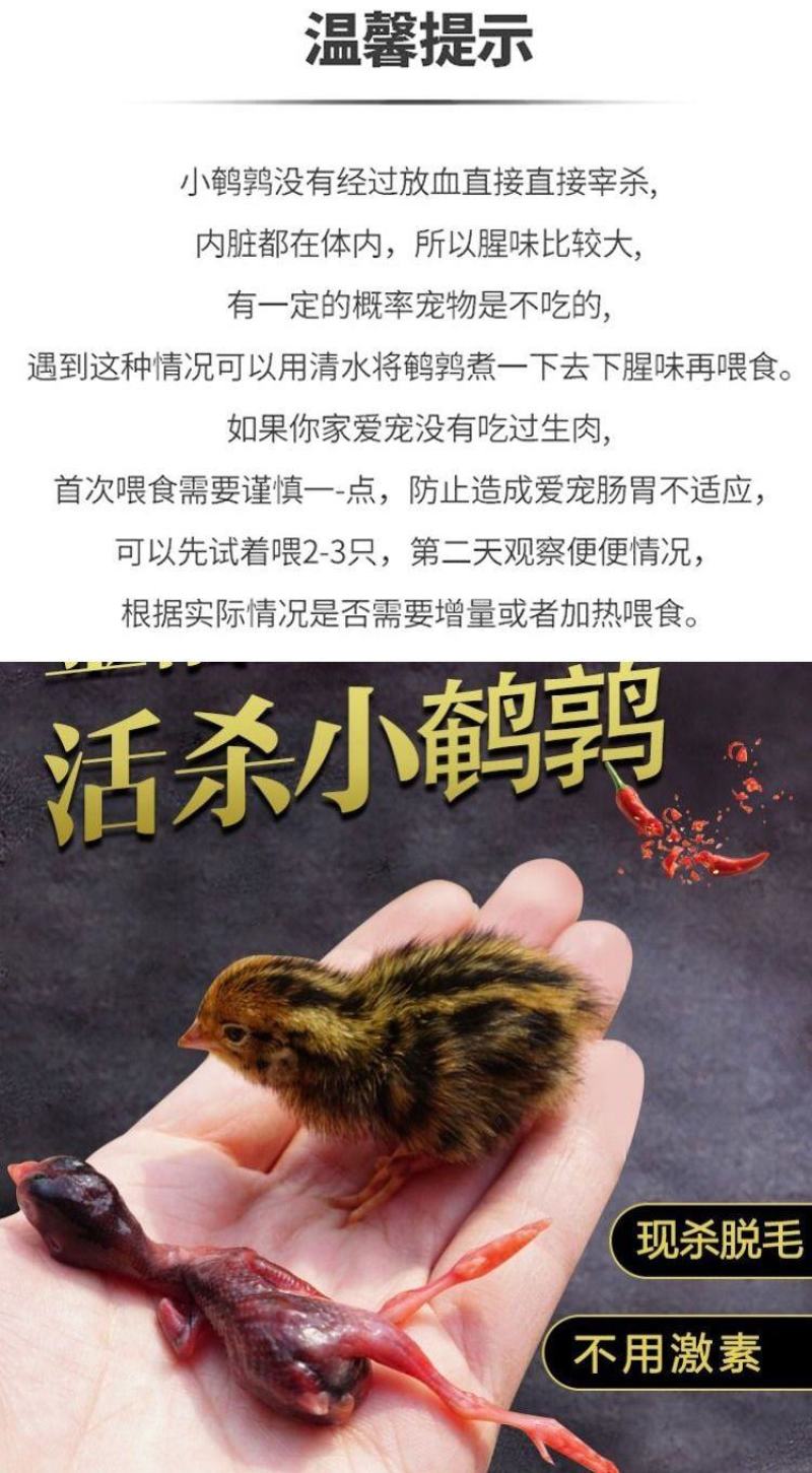 幼崽鹌鹑苗宠物猫狗粮小鹌鹑现杀现冻发货