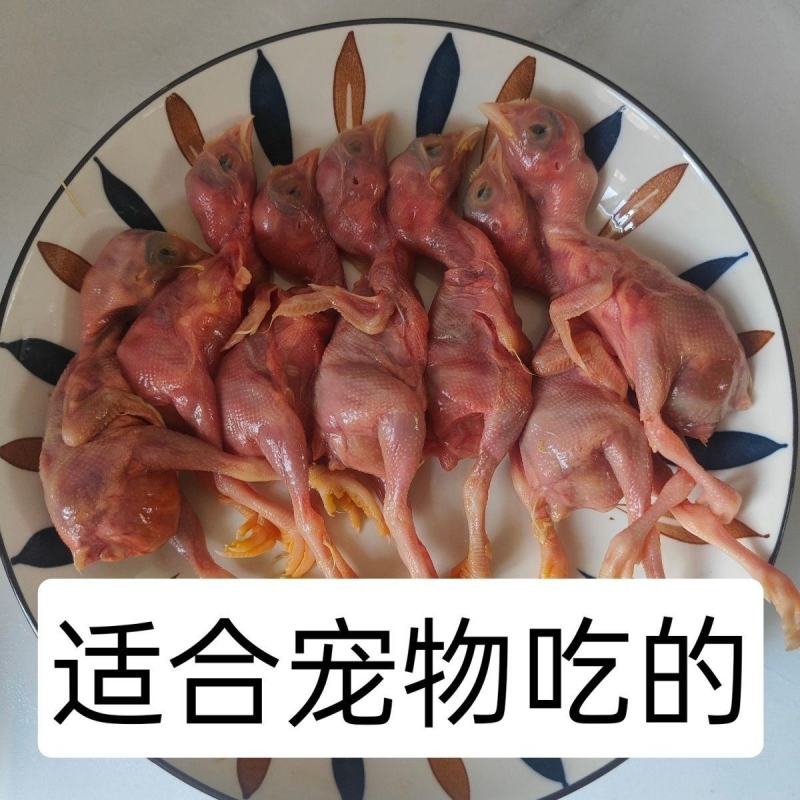 幼崽鹌鹑苗宠物猫狗粮小鹌鹑现杀现冻发货