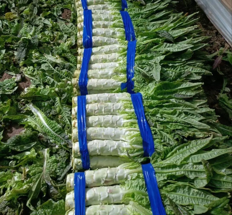 《热卖中》安徽宿州红叶香莴苣莴笋菜产地直供品质严控