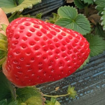 闻集草莓