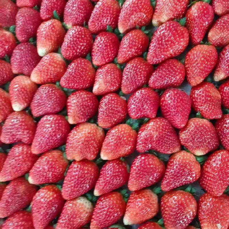 闻集草莓