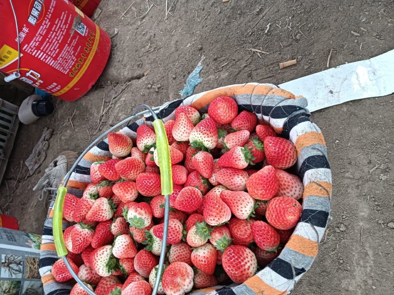 闻集草莓