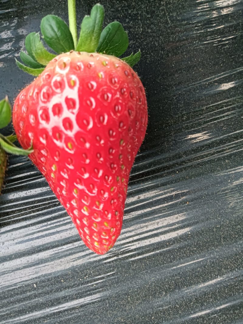 闻集草莓