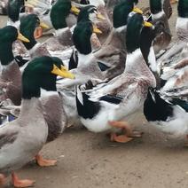 15977羽绿头鸭，均7.4斤，有母的5701只。