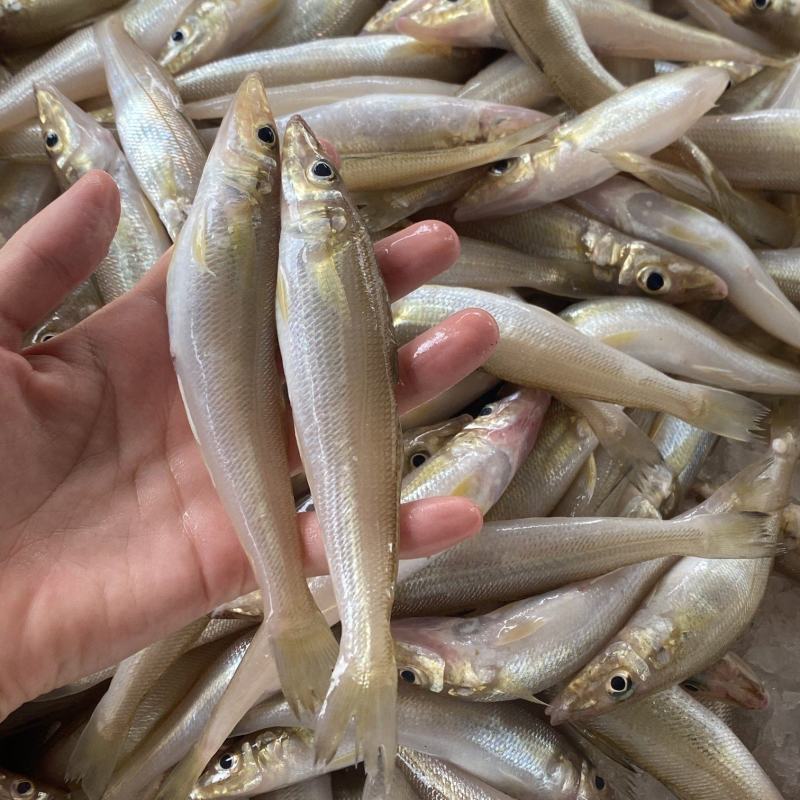 网仔沙丁鱼鲜活，沙尖鱼，海鱼，质量优良，全国发货