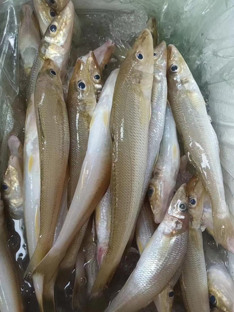 网仔沙丁鱼鲜活，沙尖鱼，海鱼，质量优良，全国发货