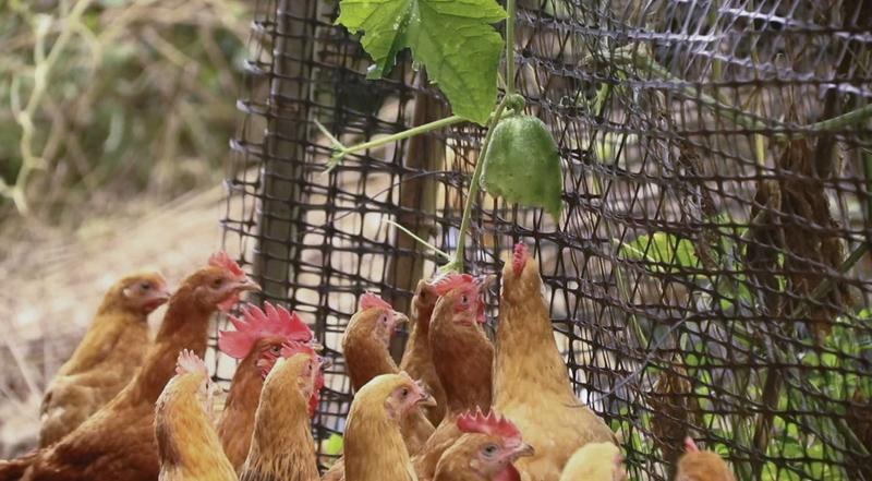 安徽散养无抗土鸡，优质健康真实养殖，可视频看货诚走天下！