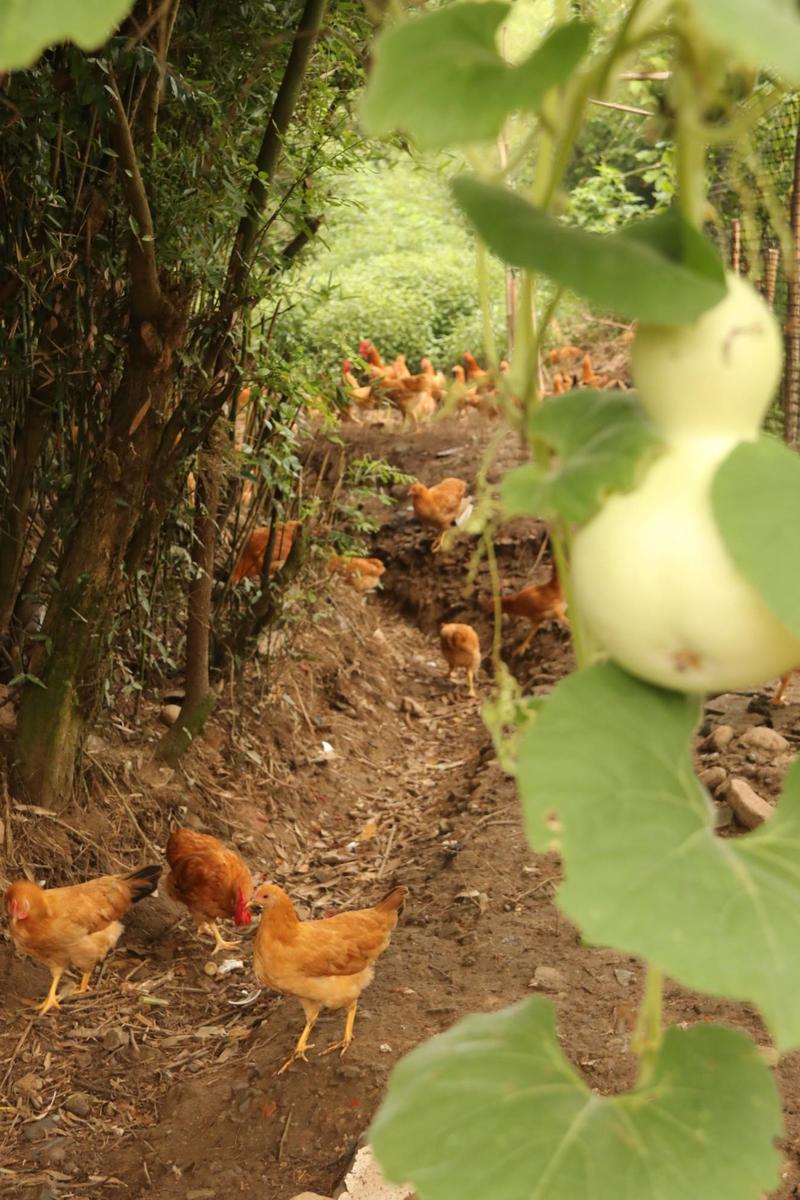 安徽散养无抗土鸡，优质健康真实养殖，可视频看货诚走天下！