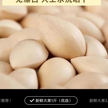 八百多年的白果树结出的白果