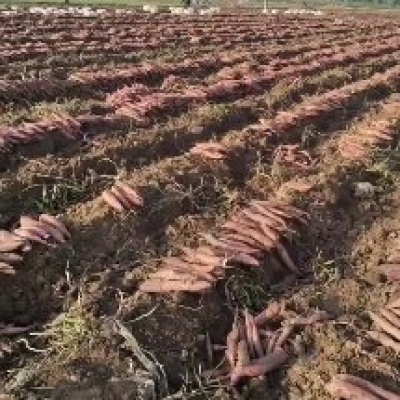 【精选红薯】秦薯精品山西直发去哪过市场色泽鲜艳视频拿货看货