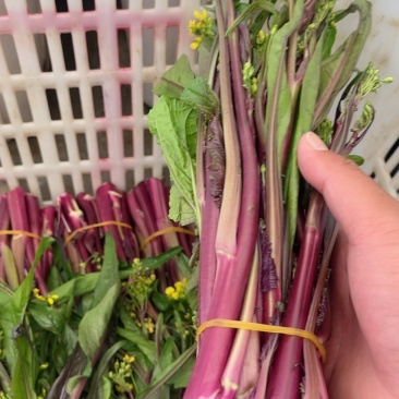 精品红菜苔