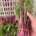 精品红菜苔