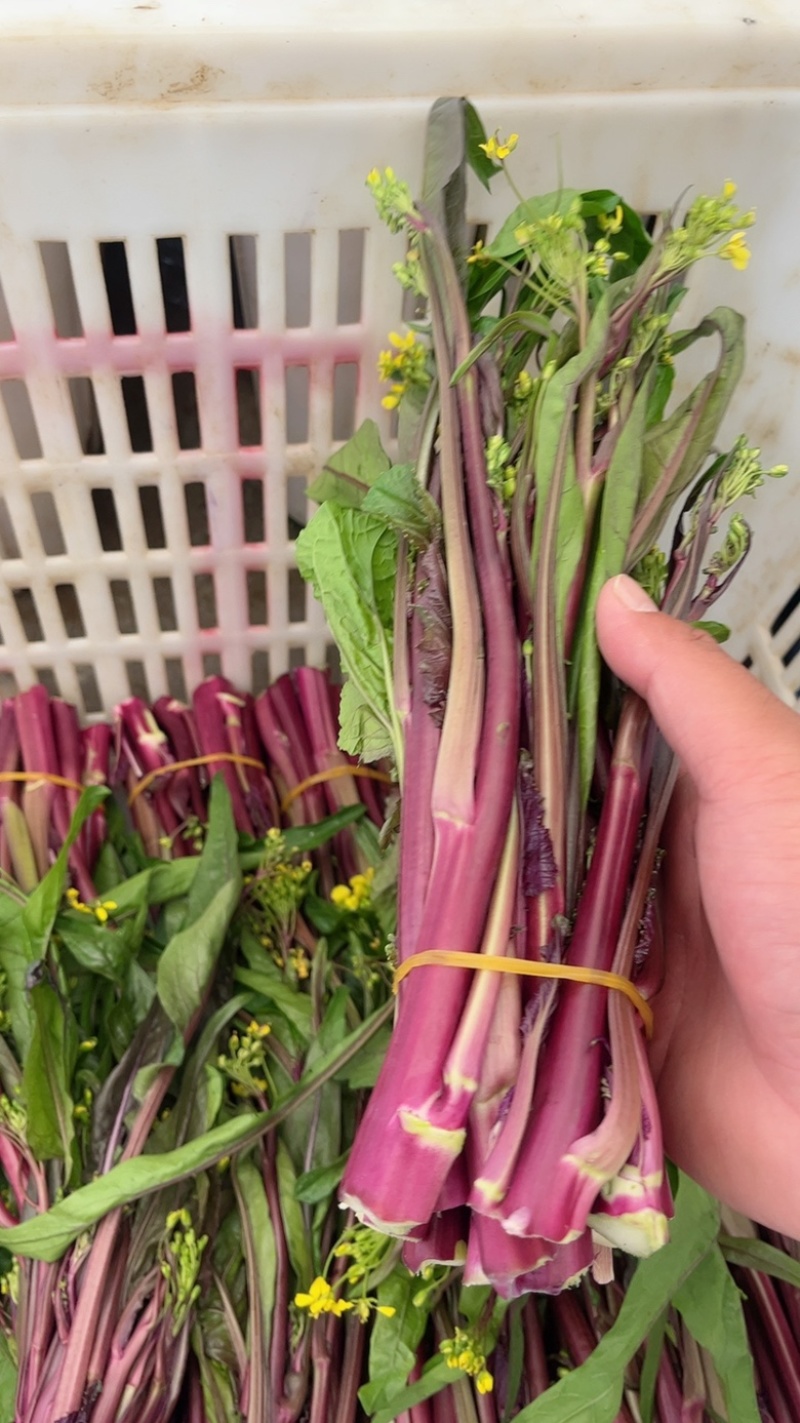 精品红菜苔