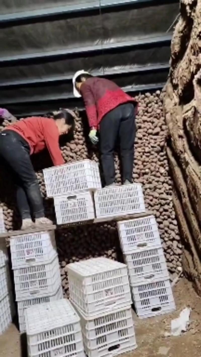 【精选红薯】秦薯精品山西直发去哪过市场色泽鲜艳视频拿货看货