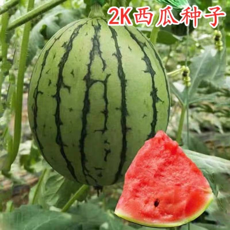 2K西瓜种子礼品小西瓜小糖丸皮薄沙瓤耐裂超甜吊瓜西瓜种子