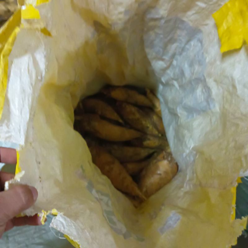 韶关山区黄泥土冬笋，口味鲜甜脆爽，皮薄肉多且白，欢迎下单