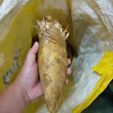 韶关山区黄泥土冬笋，口味鲜甜脆爽，皮薄肉多且白，欢迎下单