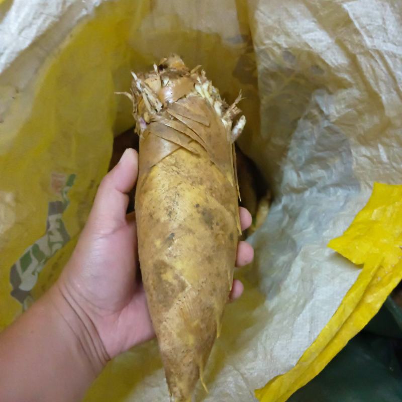 韶关山区黄泥土冬笋，口味鲜甜脆爽，皮薄肉多且白，欢迎下单