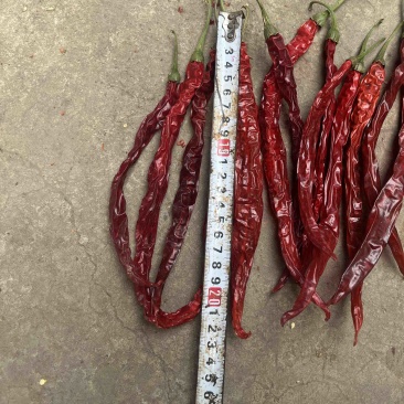 精品烘干二荆条干辣椒，长度20厘米以上。