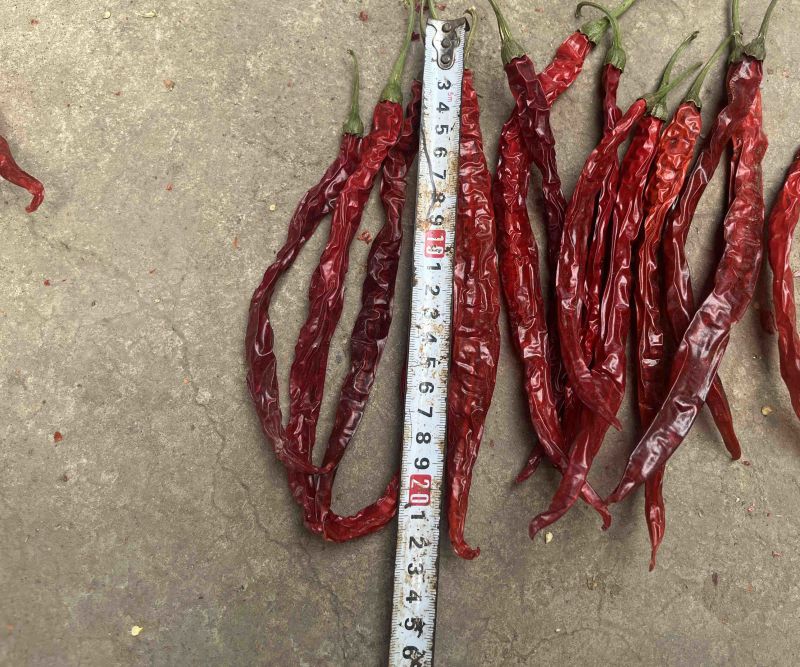 精品烘干二荆条干辣椒，长度20厘米以上。