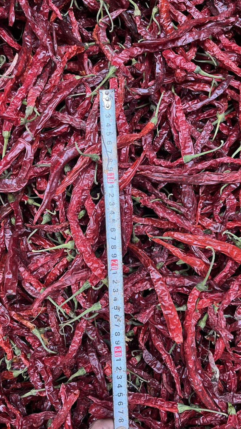 精品烘干二荆条干辣椒，长度20厘米以上。