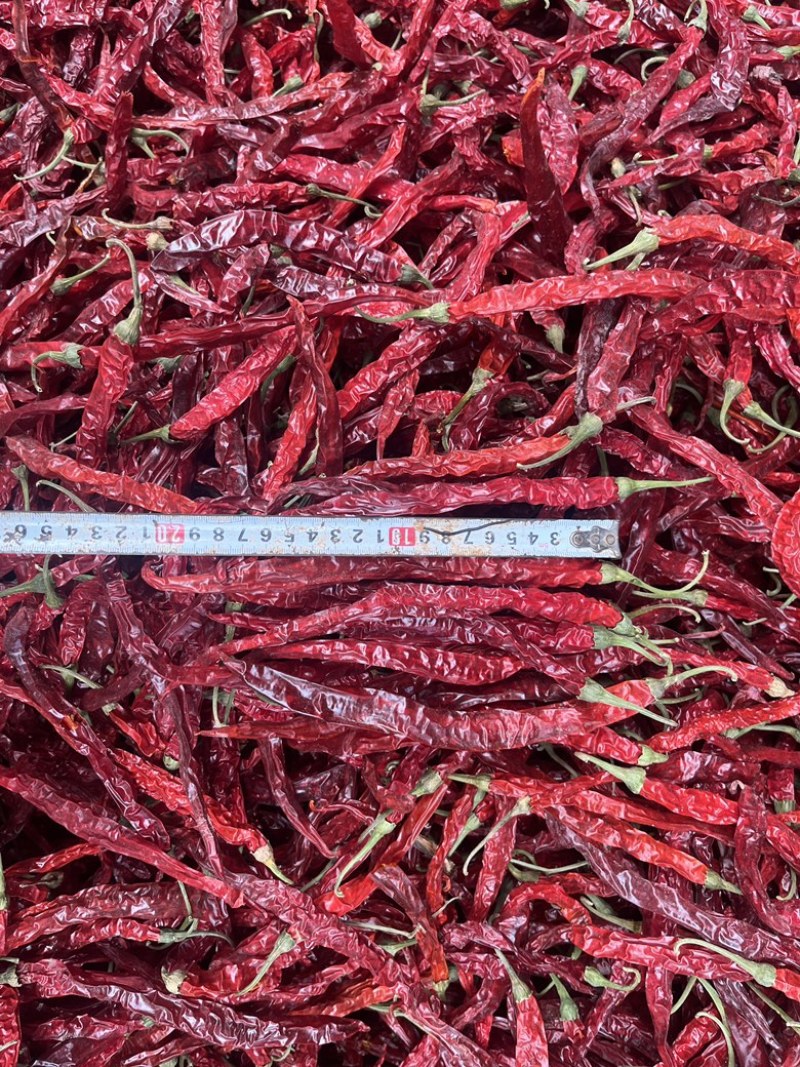 精品烘干二荆条干辣椒，长度20厘米以上。