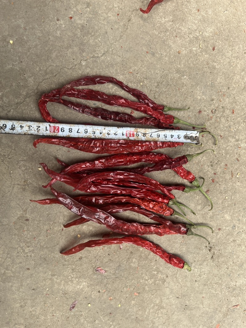 精品烘干二荆条干辣椒，长度20厘米以上。