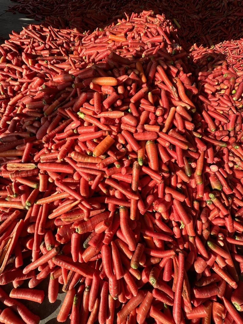 红萝卜次品萝卜供应加工厂货源充足价格优惠新鲜供应