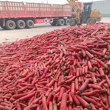 红萝卜次品萝卜供应加工厂货源充足价格优惠新鲜供应