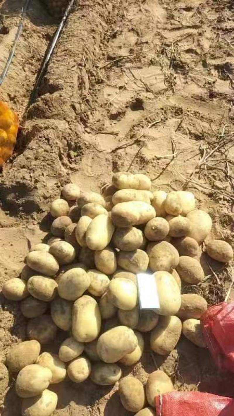 陕西精品v7土豆大量供应全国发货量大优惠