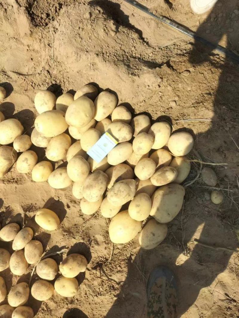 陕西精品v7土豆大量供应全国发货量大优惠