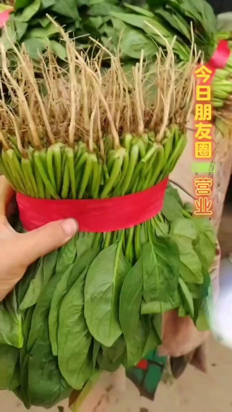 精品推荐永年大叶菠菜一手货源高度在25到30装泡