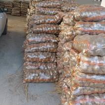 内蒙土V7土豆大量供货量欢迎采购