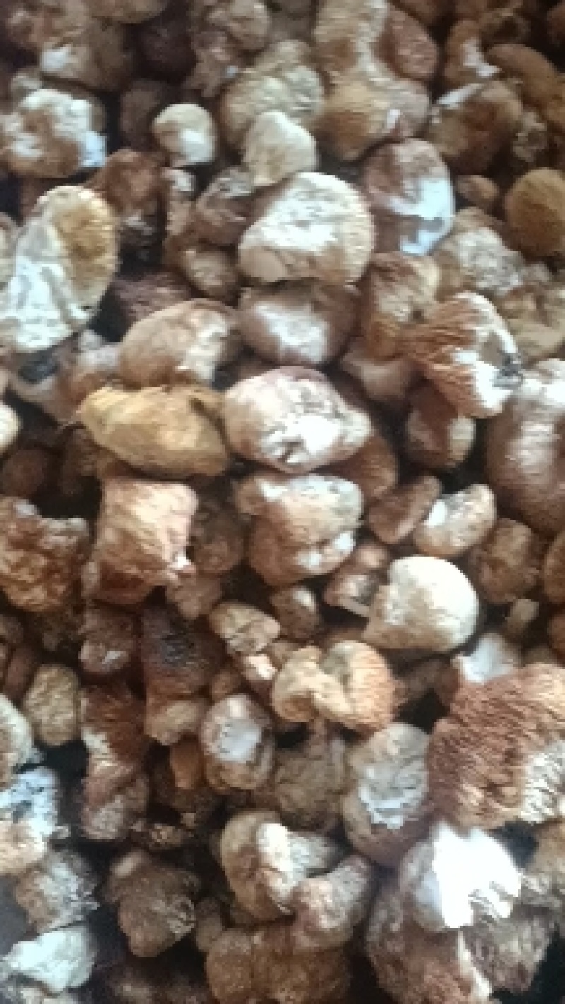 【推荐】野生猴头菇/一手货源/视频看货/量大优惠/欢迎咨