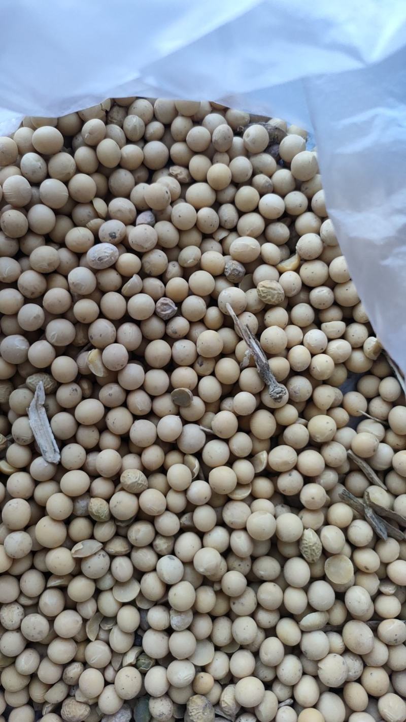 [精选]供货电商高蛋白大豆，黑龙江虎林，一手货源价格实惠