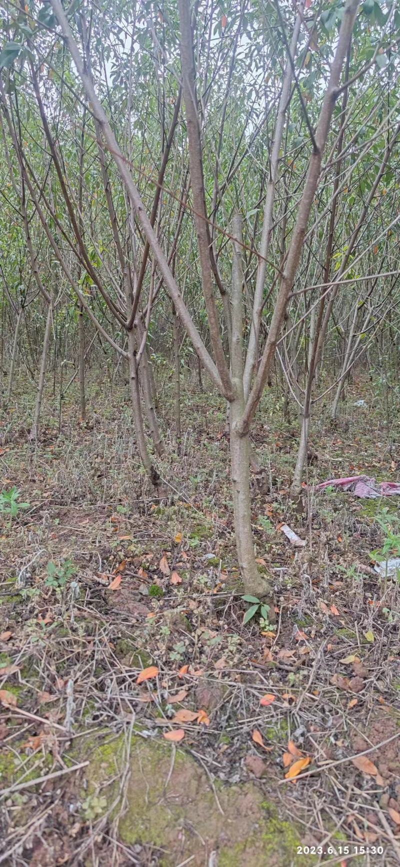 桃树苗.大规格3到5公分.当年结果品质保证