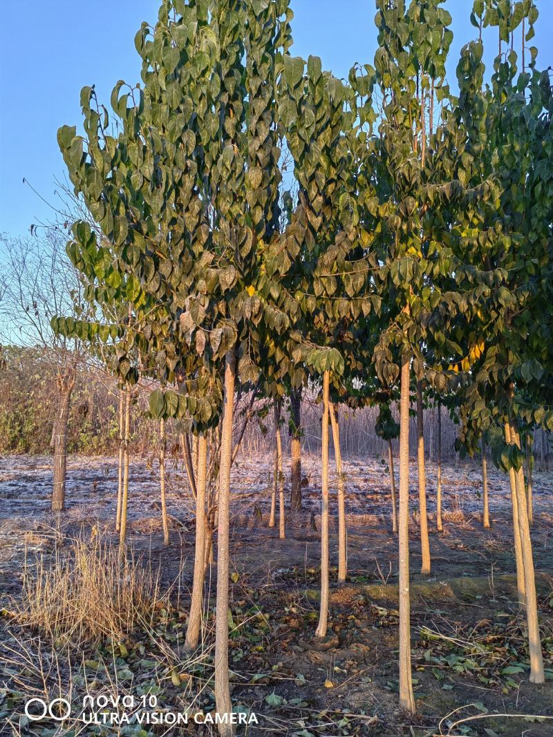 河北杜仲基地批发基地4-8公分杜仲10万棵