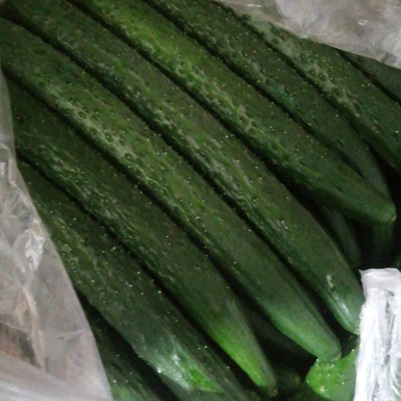 大荔密刺黄瓜