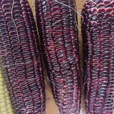 昆山紫色玉米颗粒饱满口感软糯香甜种植基地直发