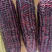 昆山紫色玉米颗粒饱满口感软糯香甜种植基地直发