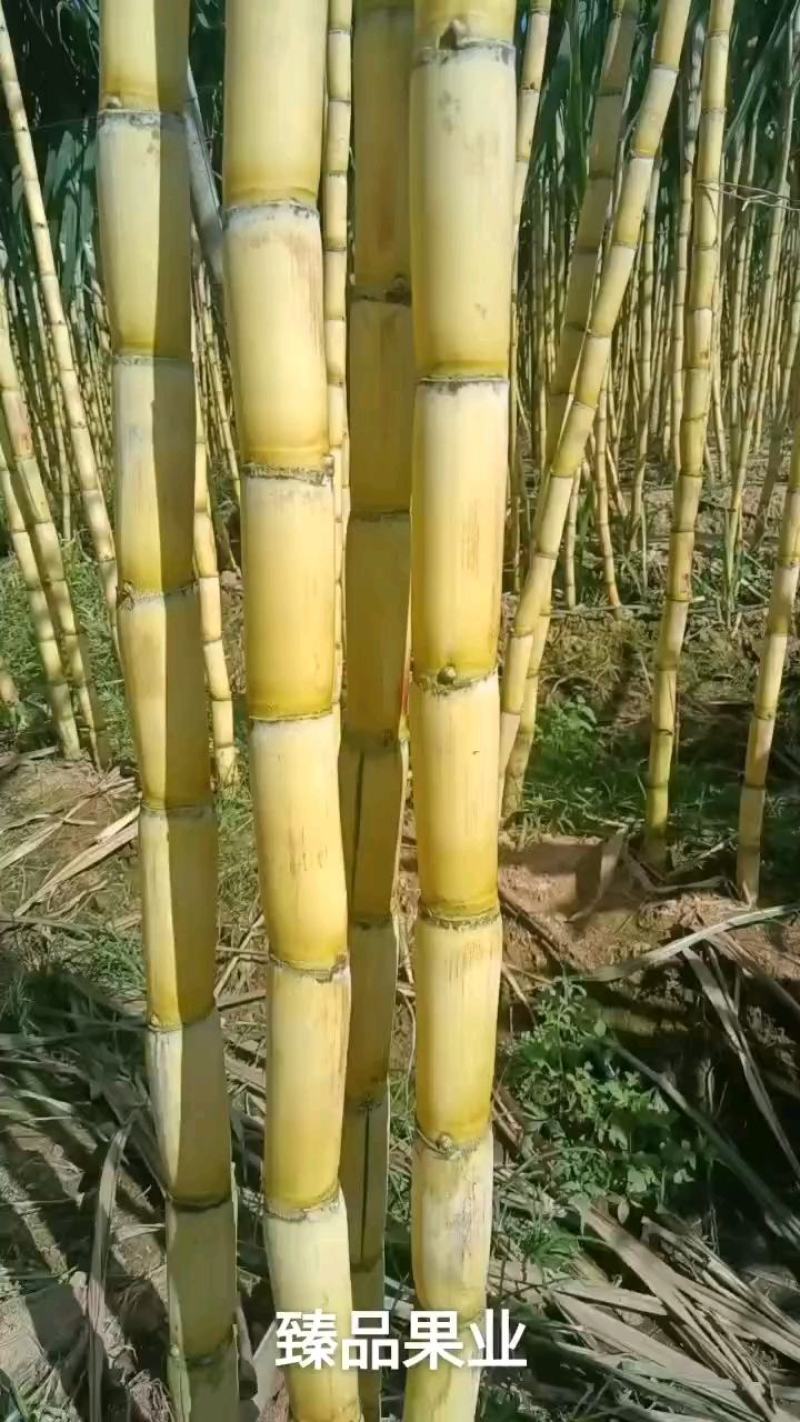 云南黄金甘蔗，黄皮甘蔗，口感酥甜。大量供应商超，电商。