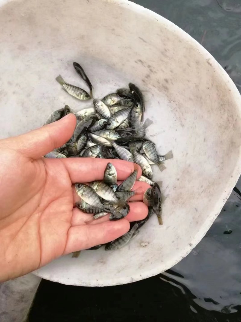 优选罗非鱼苗淡水养殖存活率高适应能力强