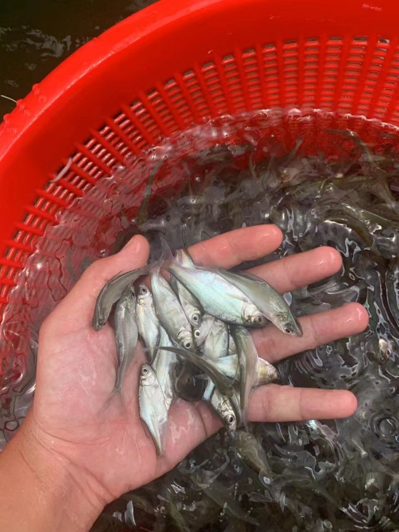 优选武鲳鳊鱼苗淡水养殖产地直销直供全国发货