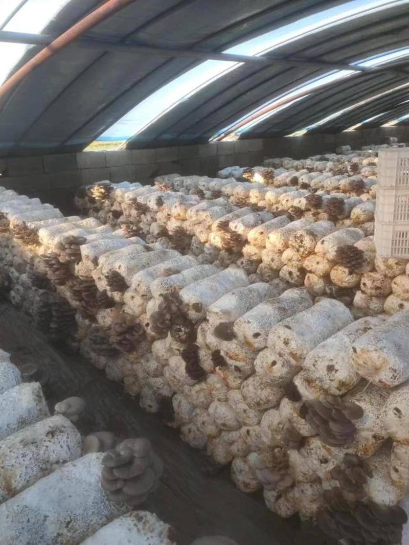 河北精品鲜平菇大量上市基地直发品质保证量大从优