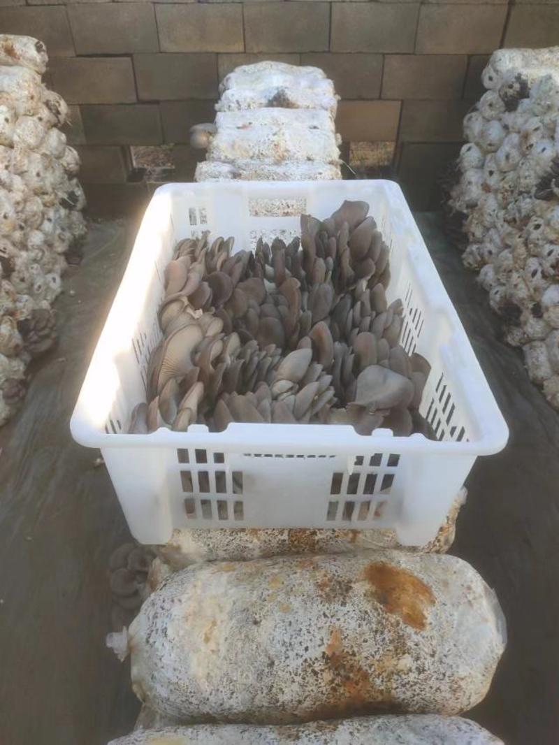 河北精品鲜平菇大量上市基地直发品质保证量大从优