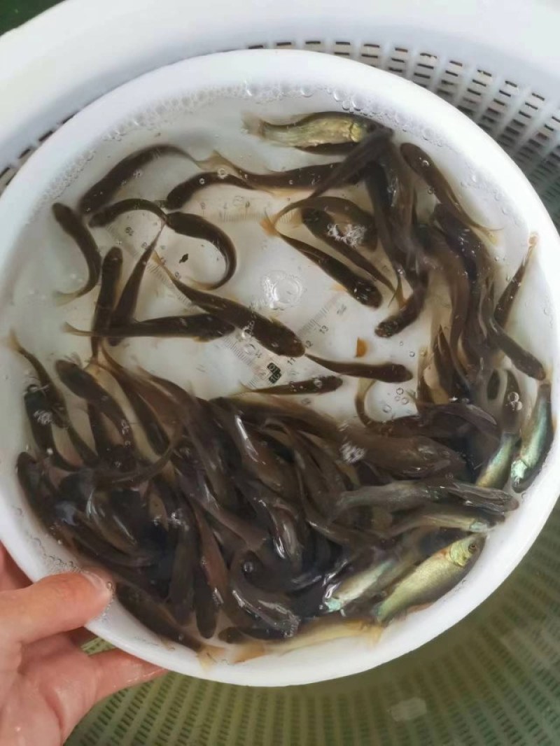 优选丁桂鱼苗淡水养殖存活率高适应能力强
