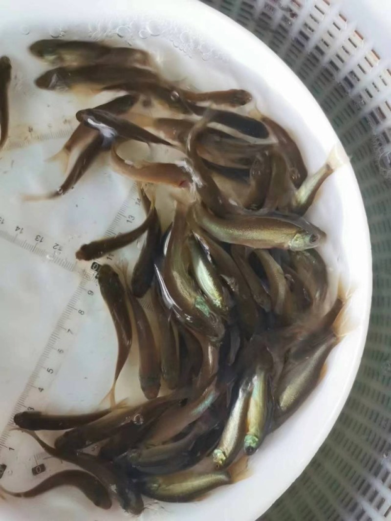 优选丁桂鱼苗淡水养殖存活率高适应能力强