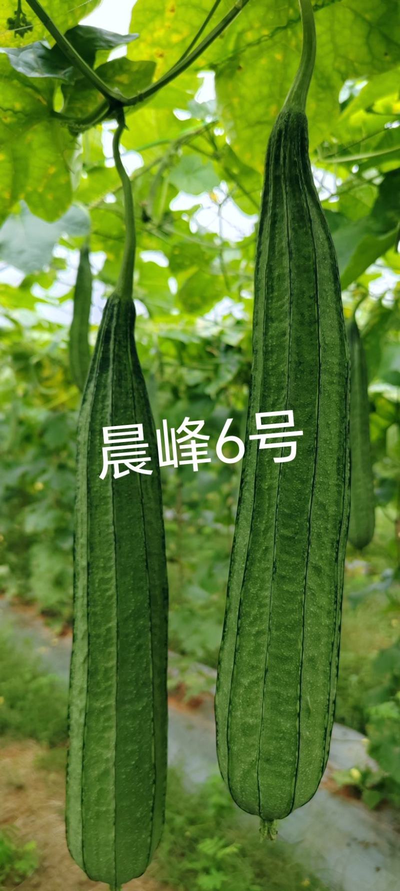 早中熟大肉花点丝瓜坐果能力强一致性强头尾均匀厂家直发