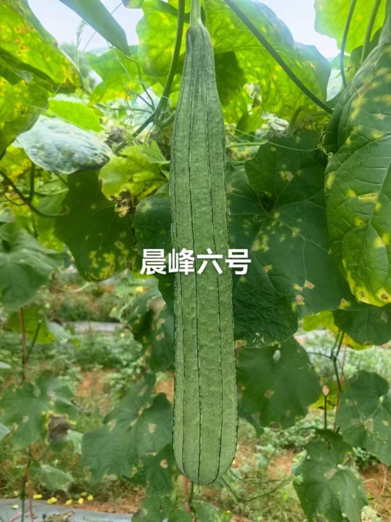 早中熟大肉花点丝瓜坐果能力强一致性强头尾均匀厂家直发